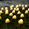 Verfraai je tuin met 10/20 stuks LED-paddenstoelvormige zonneverlichting!